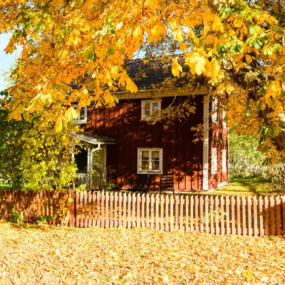 Rött trähus i höstlandskap med gyllene löv och trästaket